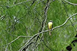 Kiskadee: Great Kiskadee (Pitangus sulphuratus)
