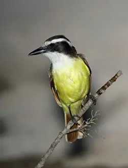 Kiskadee: Great Kiskadee (Pitangus sulphuratus)