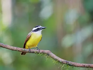 Kiskadee: Great Kiskadee Pitangus sulphuratus Atlantic Forest