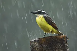 Raining: Great Kiskadee (Pitangus sulphuratus) getting s