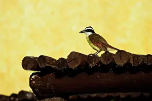 Kiskadee: Great kiskadee (Pitangus sulphuratus) on logs, Yuacatan