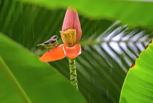 Tyrant: Great kiskadee (Pitangus sulphuratus) on ornamental
