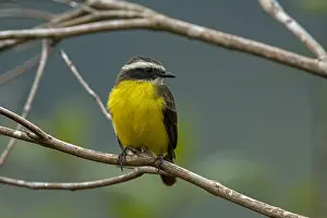 Kiskadee: Great Kiskadee (Pitangus sulphuratus) Rio Claro