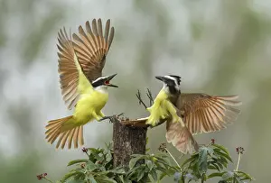 Fight: Great Kiskadee (Pitangus sulphuratus) wrangling