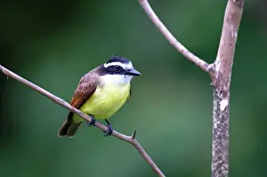 Kiskadee: Great Kiskadee - sitting on branch