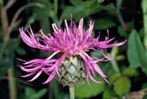 Scabiosa: Great Knapweed Flower - head