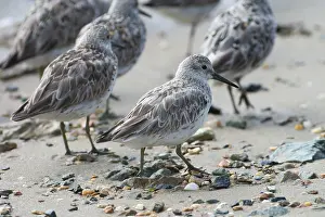 Tenuirostris: Great Knot