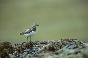 Tenuirostris: Great Knot - On Breeding Grounds