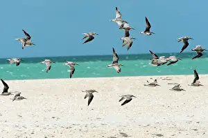 Tenuirostris: Great Knot - regular migrant visitor to coastal Australia -