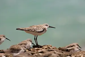 Tenuirostris: Great Knot - in winter plumage facing a strong wind