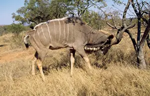 Kudus: Great Kudu