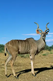 Kudus: Great KUDU - side on