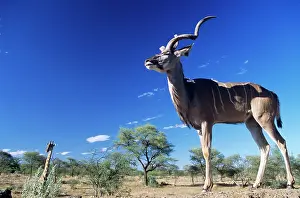 Kudus: Great KUDU