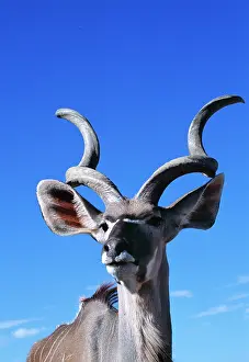 Kudus: Great KUDU- close-up