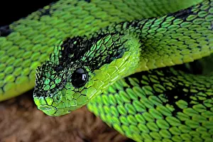 Nitschei: Great Lakes Bush Viper (Atheris nitschei)