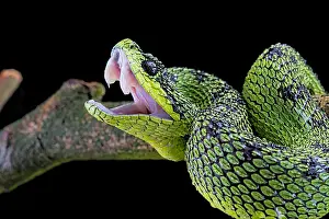 210519: Great Lakes Bush Viper (Atheris nitschei), with