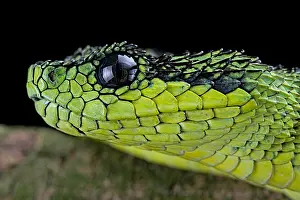 Nitschei: Great Lakes Bush Viper (Atheris nitschei), captive