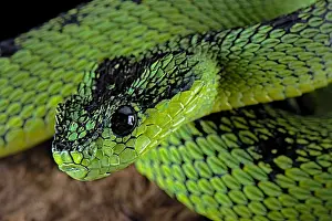 210519: Great Lakes Bush Viper (Atheris nitschei), captive