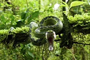 Fangs: Great Lakes Bush Viper - striking with mouth wide open