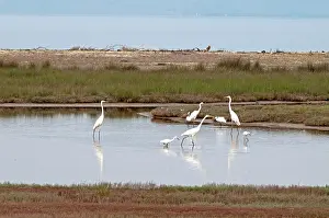 Lesvos: Great and Little Egrets (Egretta garzetta) - in