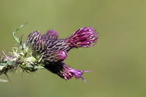 Personata: Great Marsh Thistle
