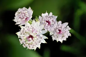 Stamens: Great Masterwort