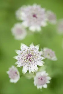 Astrantia: Great Masterwort (Astrantia major) flowering, F