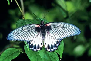 Mormon: Great Mormon Butterfly