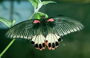 Mormon: Great Mormon Butterfly - Female