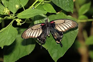 Mormon: Great Mormon Butterfly - resting on leaf