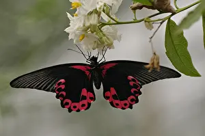Overijssel: Great Mormon (Papilio memnon) on a flower, The