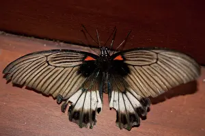 Hexapoda: Great Mormon Swallowtail Butterfly