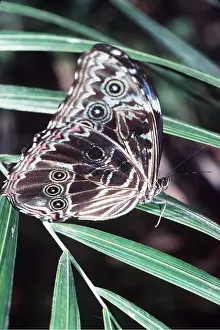 Andrea Florence: GREAT MORPHO BUTTERFLY