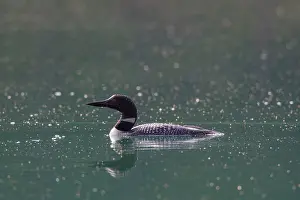 Loons: Great Northern Diver adult