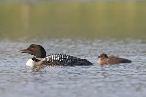 Loon: Great Northern Diver - adult bird with chicks -