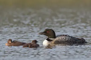 Loon: Great Northern Diver - adult bird with chicks - Iceland