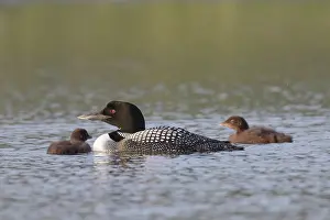 Loon: Great Northern Diver - adult bird with chicks - Iceland
