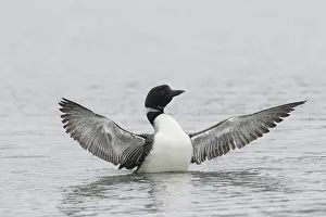 Loon: Great Northern Diver - adult bird flapping its wings