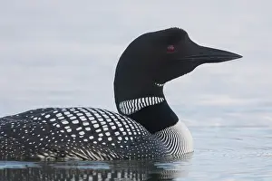 Loon: Great Northern Diver - adult bird portrait - Iceland