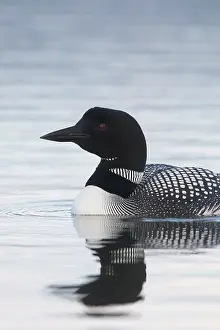 Loon: Great Northern Diver - adult bird portrait - Iceland