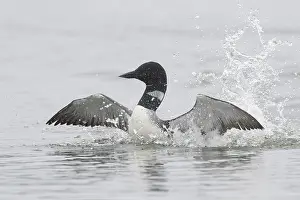 Loon: Great Northern Diver - adult diver displaying on