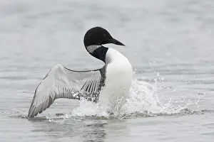 Loon: Great Northern Diver - adult diver displaying on