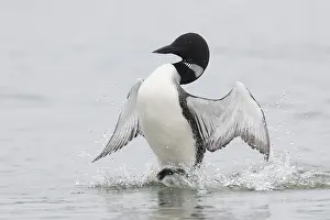 Loon: Great Northern Diver - adult diver displaying on