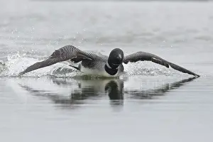 Loon: Great Northern Diver - adult diver displaying on