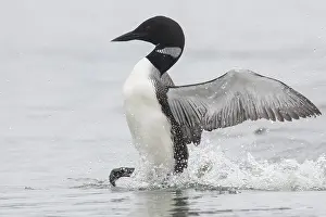 Loon: Great Northern Diver - adult diver displaying on