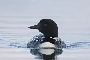 Loon: Great Northern Diver - adult diver swimming - Iceland
