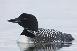 Loon: Great Northern Diver - adult diver swimming - Iceland