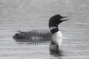 Loon: Great Northern Diver - adult diver swimming - Iceland