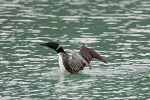 Loons: Great Northern Diver adult flapping its wings