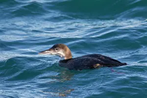 Loons: Great Northern Diver adult in winter plumage